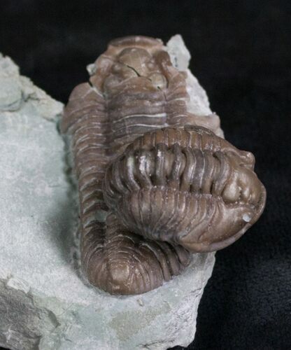 Double Flexicalymene Trilobite Specimen - Ohio #8335